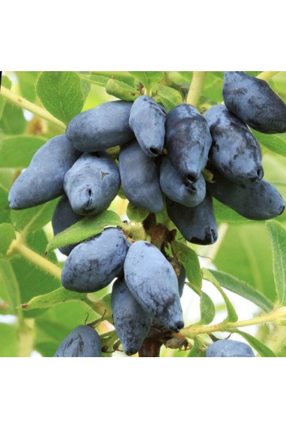 Сорт жимолості Boreal Beast — великі темно-сині ягоди